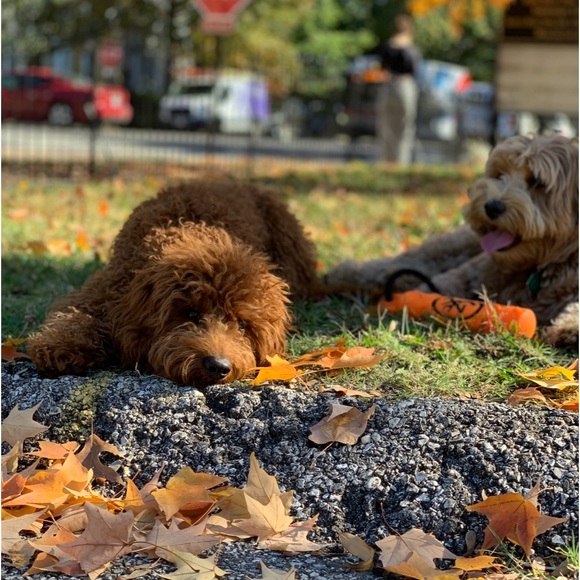 Meet your Posher, Ameeta - Picture 3 of 6